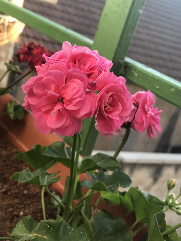 Al Bishara Guest House Назарет Екстериор снимка